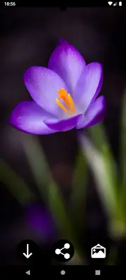 Spring Wallpapers android App screenshot 1